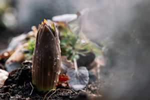 Plant, bud, blur Plant, bud, blur
